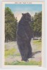 BLACK BEAR - OURS - Published By Asheville Post Card N.C. - Ours