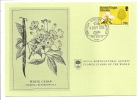 Carte 1er Jour - Brithish Virgin Island - Fleur - White Cedar - Iles Vièrges Britanniques