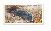 Mole /  Taupe  / Animaux De La Forêt / Animal / IM 61/1 - Player's