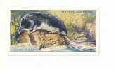 Water Shrew  /  Musaraigne  / Animaux / Countryside Animal / Rongeur / IM 61/1 - Player's