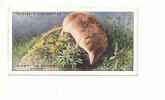 Pigmy Or Lesser Shrew  /  Musaraigne  / Animaux / Countryside Animal / Rongeur / IM 61/1 - Player's