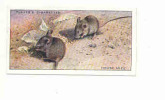 House Mice  / Souris Domestique / Mouse / Animaux / Countryside Animal / Rongeur / IM 61/1 - Player's