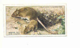 Brown Rat And Young / Animaux / Countryside Animal / Rongeur / IM 61/1 - Player's