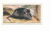 Black Rat / Rat Noir / Animaux / Countryside Animal / Rongeur / IM 61/1 - Player's