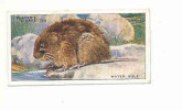 Water Vole / Campagnol D'eau / Animaux / Countryside Animal / Rongeur / IM 61/1 - Player's