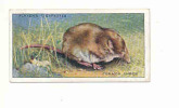 Common Shrew / Musaraigne Commune  / Animaux / Countryside Animal / Rongeur / IM 61/1 - Player's