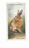 Brown Hare / Lièvre Brun  / Animaux De La Campagne  / Countryside Animal / IM 61/1 - Player's
