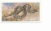 Adder Or Viper / Vipère Serpent / Snake  / Animaux De La Campagne  / Countryside Animal  / IM 61/1 - Player's