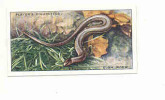 Slow Worm  /  Orvet  / Animaux De La Campagne  / Countryside Animal  / IM 61/1 - Player's