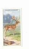 Fallow Deer / Daim  / Animaux De La Forêt  / Countryside Animal  / IM 61/1 - Player's