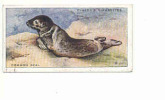 Common Seal / Phoque Commun  / Countryside Animal  / IM 61/1 - Player's