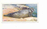 Grey Seal / Phoque Gris  / Countryside Animal  / IM 61/1 - Player's