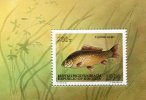 Kirgizia 1994.Cyprinus Carpio.MNH**.Unused.Good.Fish.Fishes.Vis.Vissen.Poisson.Poissons.Peces.Pescado.Sealife.Animals. - Kirghizistan