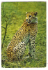 GUEPARD "Acinonyx Jubatus ", Photo Christian ZUBER, W.W.F., Ed Cordia, Années 70 - Tigres