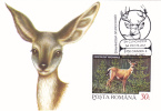 DEER, 1993, CM MAXI CARD, CARTES MAXIMUM, ROMANIA - Gibier