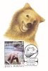 BEAR, OURS, 1993, CM MAXI CARD, CARTES MAXIMUM, ROMANIA - Ours