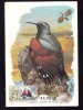 BIRD, 1985, CM. MAXI CARD, CARTES MAXIMUM, ROMANIA - Pics & Grimpeurs