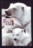 POLAR BEAR, OURS, 1989, CM. MAXI CARD, CARTES MAXIMUM, ROMANIA - Ours