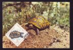 TURTLE, 1985, CM. MAXI CARD, CARTES MAXIMUM, ROMANIA - Schildpadden