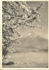 Sigriswil Am Thunersee - Frühlingsblick Gegen Den Niesen              Ca. 1950 - Sigriswil