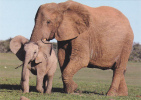 YEARLING WITH ELEFANTQUEEN, POSTCARD FEATURED COLLECTION,CARTE POSTALE, PERFECT SHAPE - Elephants