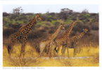 GIRAFFE, GIRAFES, COPY FOR SPECIAL COLLECTION, POSTCARD,CARTE POSTALE, PERFECT SHAPE. - Girafes