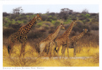 GIRAFFE, GIRAFES, COPY FOR SPECIAL COLLECTION, POSTCARD,CARTE POSTALE, PERFECT SHAPE. - Giraffen