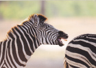 ZEBRA, MAKALOLO CAMP. HWANGE ZIMBABWE, COPY FOR SPECIAL COLLECTION, POSTCARD,CARTE POSTALE, PERFECT SHAPE. - Zebre