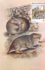 RONGEURS, MICE, 1983, CM. MAXI CARD, CARTES MAXIMUM, ROMANIA - Nager