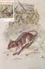 MOUSE, 1983, CM. MAXI CARD, CARTES MAXIMUM, MOZAMBIQUE - Rodents