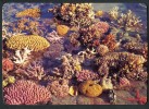 - Australie - Great Barrier Reef N Q - Coral - Corail - Great Barrier Reef