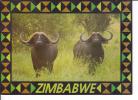 CP N° 32-03 African Buffalo - ZIMBABWE - PhotoSafari - Timbre - Gambia
