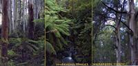 Sherbrooke Forest, Dandenong Ranges East Of Melbourne - Givenworks Long 21cm Unused - Melbourne
