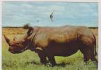 CPM , RHINOCEROS DU KENYA EN 1957, (voir Timbres) - Neushoorn