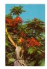 Antilles, St Thomas, Virgin Islands: Flamboyant Blossoms (12-1504) - Virgin Islands, US