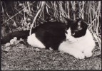 AK Katze, Mietzekatze, Stubentiger... (DDR 1989) - Gatti