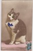 CARTE FANTAISIE CHAT LES YEUX SONT EN VERRES - Dressed Animals