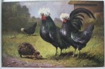 CPA Litho CHROMO Illustrateur MÜLLER Mueller PALETTE Coq Poule Noir A Crete Blanche Herisson 1908 ESPAGNA - Müller, August - München