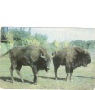 B66010 Animals Animaux Bison Not Used Perfect Shape Back Scan At Request - Taureaux