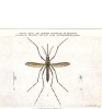 B51459 Animals Animaux Insectes Fabricius Not Used Perfect Shape Back Scan At Request - Insects