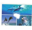 B51481 Animals Animaux Dolphins Dauphins Not Used Perfect Shape Back Scan At Request - Delfines
