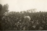 SCENE DE VENDANGES Carte Photo Tarn ? Bordelais ? - Vines