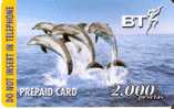 TARJETA DE ESPAÑA DE UNOS DELFINES (DOLPHIN-DELFIN) BT - Delfines