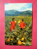 Field Ripe Pineapples  1959 Cancel  ====   === Ref 496 - Andere & Zonder Classificatie