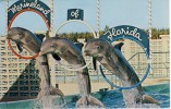 1950ties United States Colour Picture Postcard Marineland St Augustine Florida, Porpoises - Dolphins