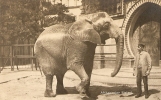 G-AFRIKANISCHER ELEFANT(ELEFANTE AFRICANO)INIZI 900 - Éléphants