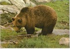 L´ours Des Pyrénées-cpm - Bears