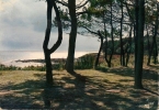 BEG-MEIL    Les Pins Sur Les Dunes Devant La Grande Plage - Beg Meil