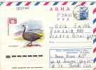 DUCK, 1978, COVER STATIONERY, ENTIER POSTAL, SENT TO MAIL, RUSSIA - Cygnes