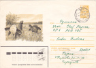 COCK, 1982, COVER STATIONERY, ENTIER POSTAL, SENT TO MAIL, RUSSIA - Cuckoos & Turacos